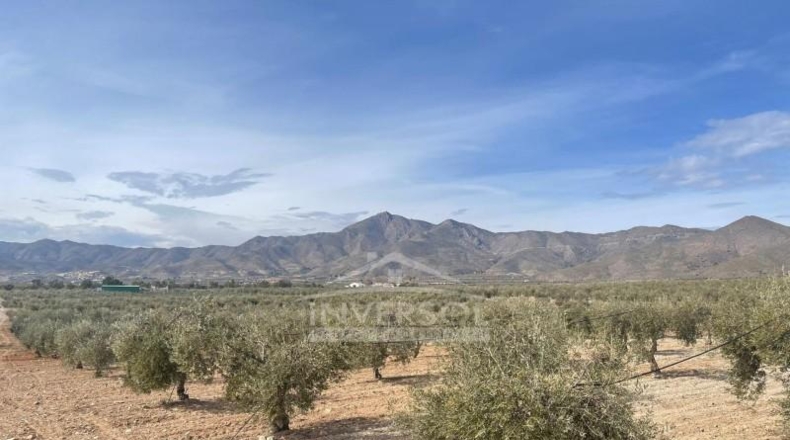 Almería - Uleila del Campo - 78000m2