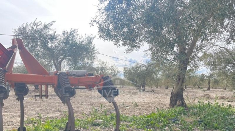 Almería - Uleila del Campo - 78000m2