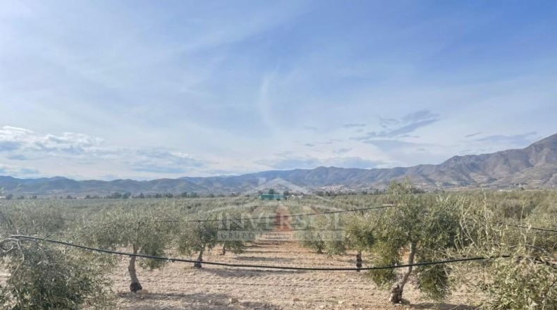 Almería - Uleila del Campo - 78000m2