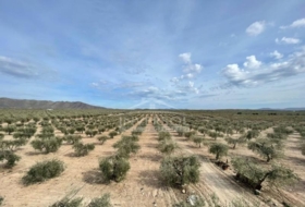 Uleila del Campo 78000&nbsp;m² 