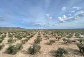 Uleila del Campo 78000&nbsp;m² 