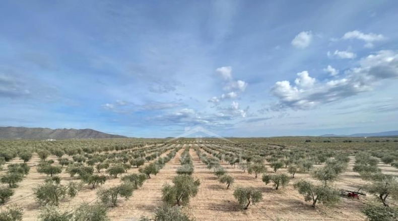 Almería - Uleila del Campo - 78000m2