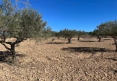 Chalet independiente con terreno en venta en la España, Monóvar, ref: TR152896 foto