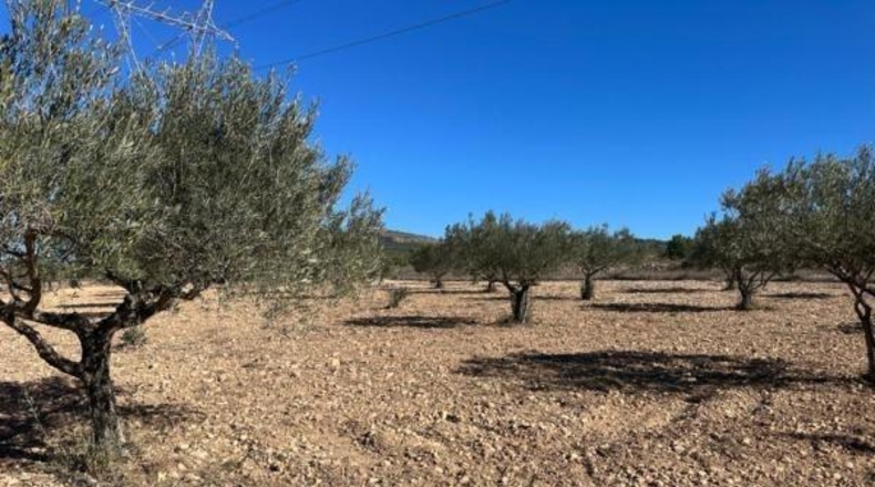 Alicante - Monóvar - 25000m2