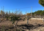 Chalet independiente con terreno en venta en la España, Monóvar, ref: TR152896 foto