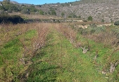 Non-developable land for sale on España, Benitachell, ref: TR116825 photo