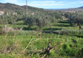 Non-developable land for sale on España, Benitachell, ref: TR116825 photo
