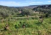 Non-developable land for sale on España, Benitachell, ref: TR116825 photo