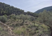 Casa de camp amb terreny en venda a la España, Elx, ref.: TR350016 foto