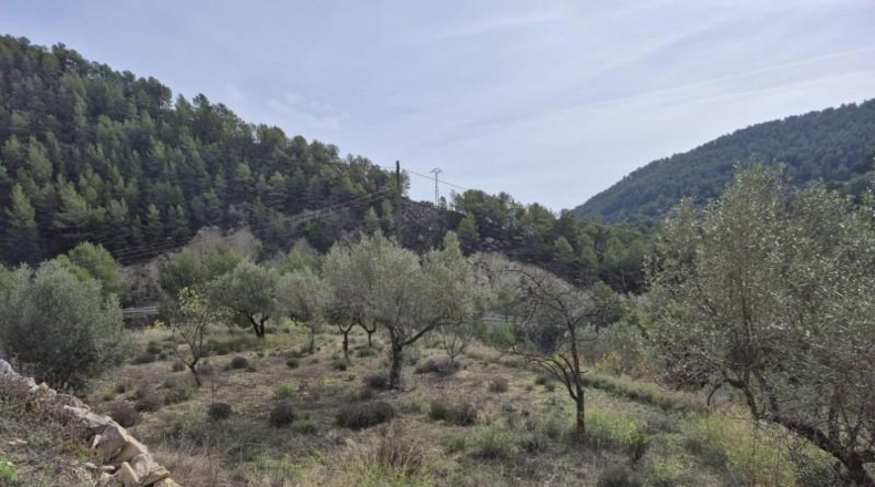 Alicante - Dolores - 63815m2