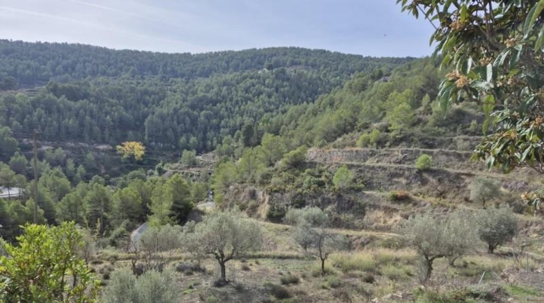 Alicante - Dolores - 63815m2