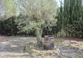 Casa de camp amb terreny en venda a la España, Elx, ref.: TR350016 foto