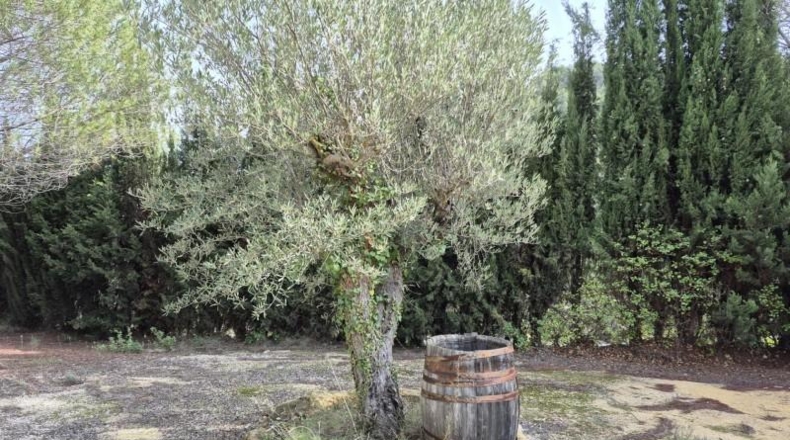 Alicante - Dolores - 63815m2