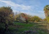 Casa de camp amb terreny en venda a la España, Cártama, ref.: TR367189 foto