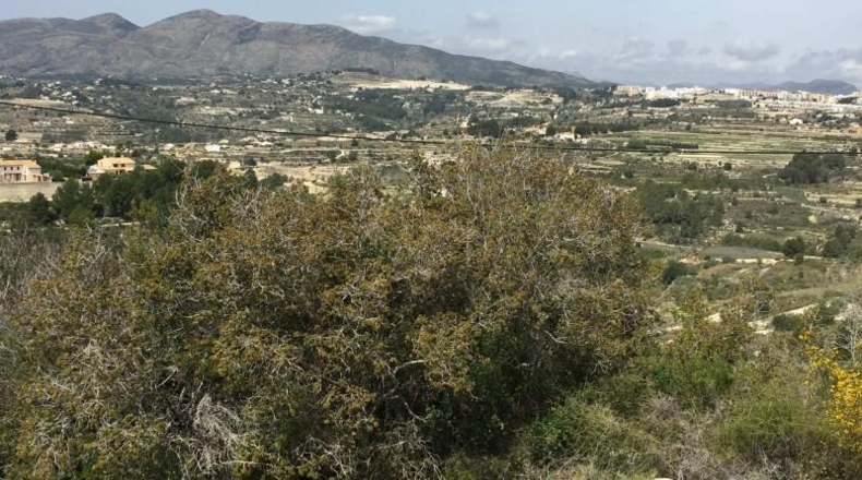 Alicante - Benisa - 15000m2