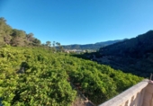Finca rústica en venda a la España, Alzira, ref.: TR339091 foto