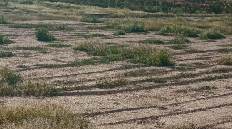Alicante - Muchamiel - 12500m2