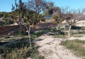 Terreny no urbanitzable en venda a la España, Mutxamel, ref.: TR220805 foto