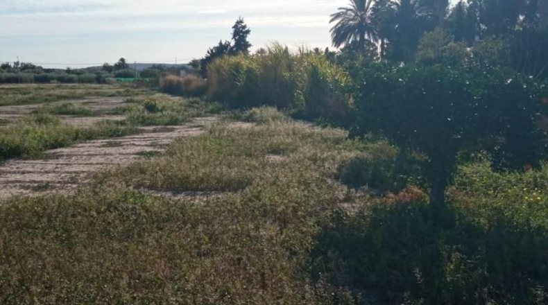 Alicante - Muchamiel - 12500m2