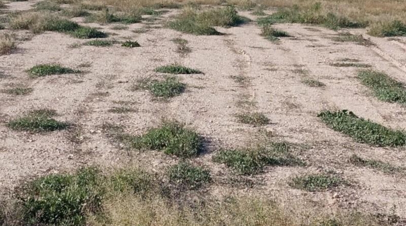 Alicante - Muchamiel - 12500m2
