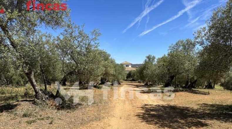 Seville - Las Navas de la Concepción - 97600m2