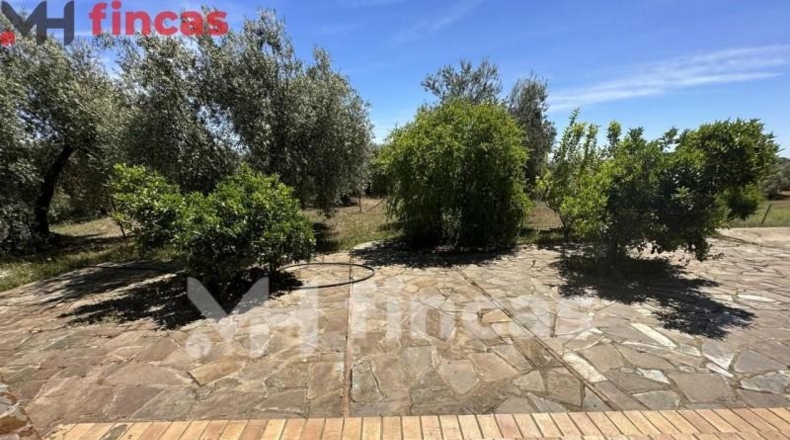 Seville - Las Navas de la Concepción - 97600m2