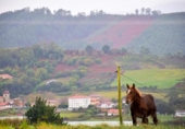 Non-developable land for sale on España, Urdúliz, ref: TR115404 photo