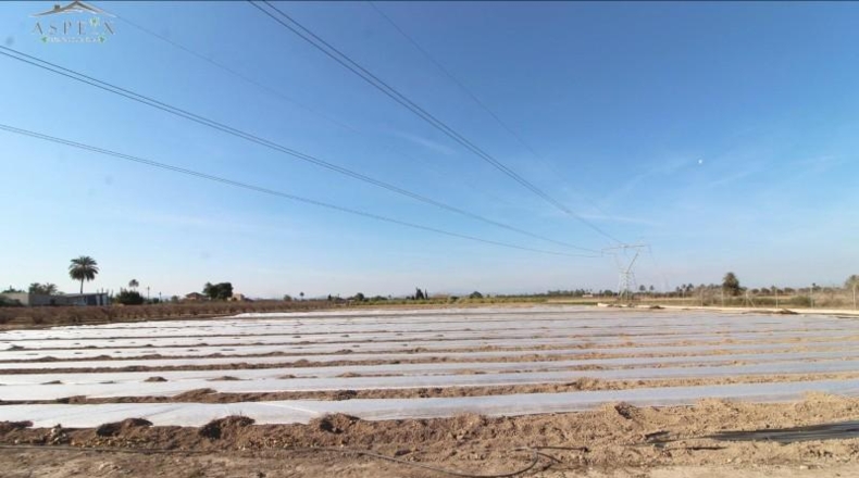 Alicante - Elche - 24000m2