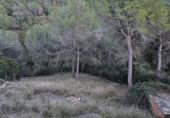 Xalet independent amb terreny en venda a la España, Pierola, ref.: TR359991 foto