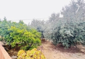 Xalet independent amb terreny en venda a la España, Ulea, ref.: TR398831 foto