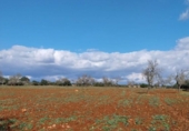 Terreny amb magatzem en venda a la España, Sineu, ref.: TR288348 foto