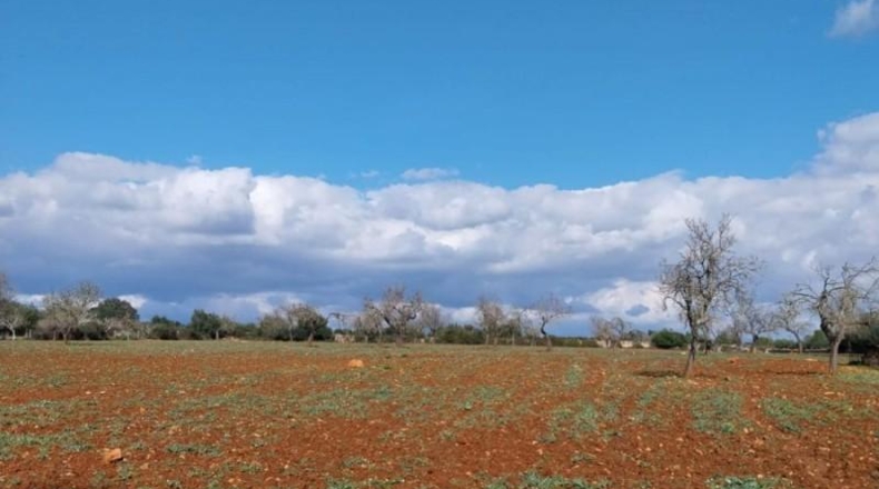 Balearic Islands - Sineu - 29517m2