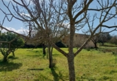 Terreny amb magatzem en venda a la España, Sineu, ref.: TR288348 foto