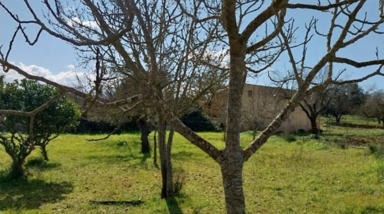Balearic Islands - Sineu - 29517m2