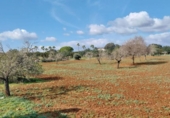Terreny amb magatzem en venda a la España, Sineu, ref.: TR288348 foto
