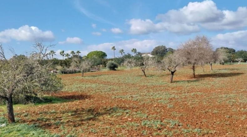 Balearic Islands - Sineu - 29517m2