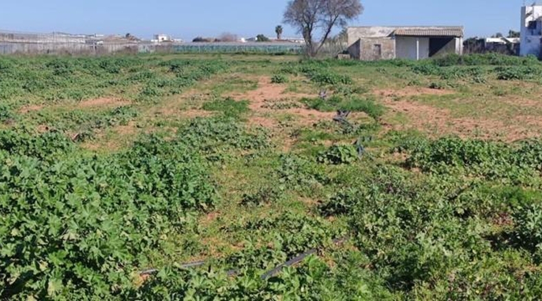 Cádiz - Chipiona - 13800m2