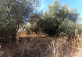 Parcela urbanizable en venta en la España, Mairena del Aljarafe, ref: TR350333 foto