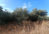 Parcela urbanizable en venta en la España, Mairena del Aljarafe, ref: TR350333 foto