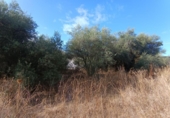 Parcela urbanizable en venta en la España, Mairena del Aljarafe, ref: TR350333 foto