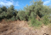 Parcela urbanizable en venta en la España, Mairena del Aljarafe, ref: TR350333 foto