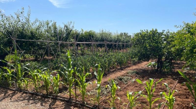 Castellón - Benicarló - 16000m2