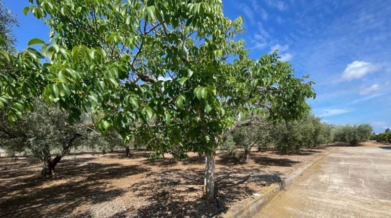 Castellón - Benicarló - 16000m2