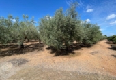 Xalet independent amb terreny en venda a la España, Benicarló, ref.: TR157491 foto