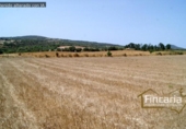 Non-developable land for sale on España, Manacor, ref: TR112976 photo
