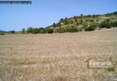 Non-developable land for sale on España, Manacor, ref: TR112976 photo