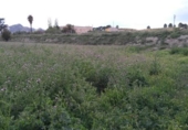 Terreny no urbanitzable en venda a la España, Calasparra, ref.: TR119472 foto
