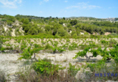 Non-developable land for sale on España, Teulada, ref: TR116155 photo