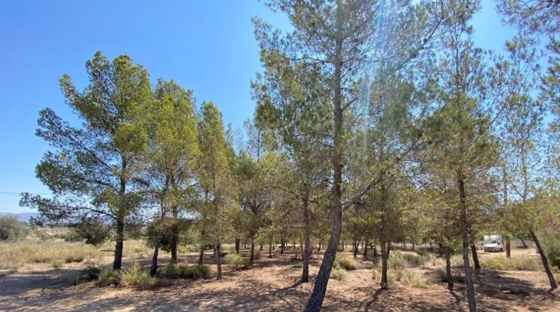 Alicante - Elda - 106753m2