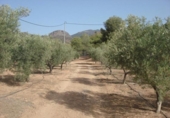 Chalet independiente con terreno en venta en la España, Totana, ref: TR276239 foto